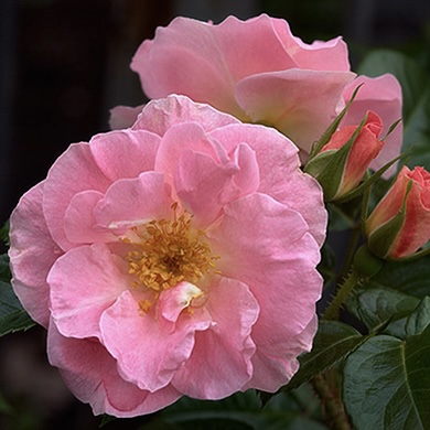 Пинк Робуста в Махачкале