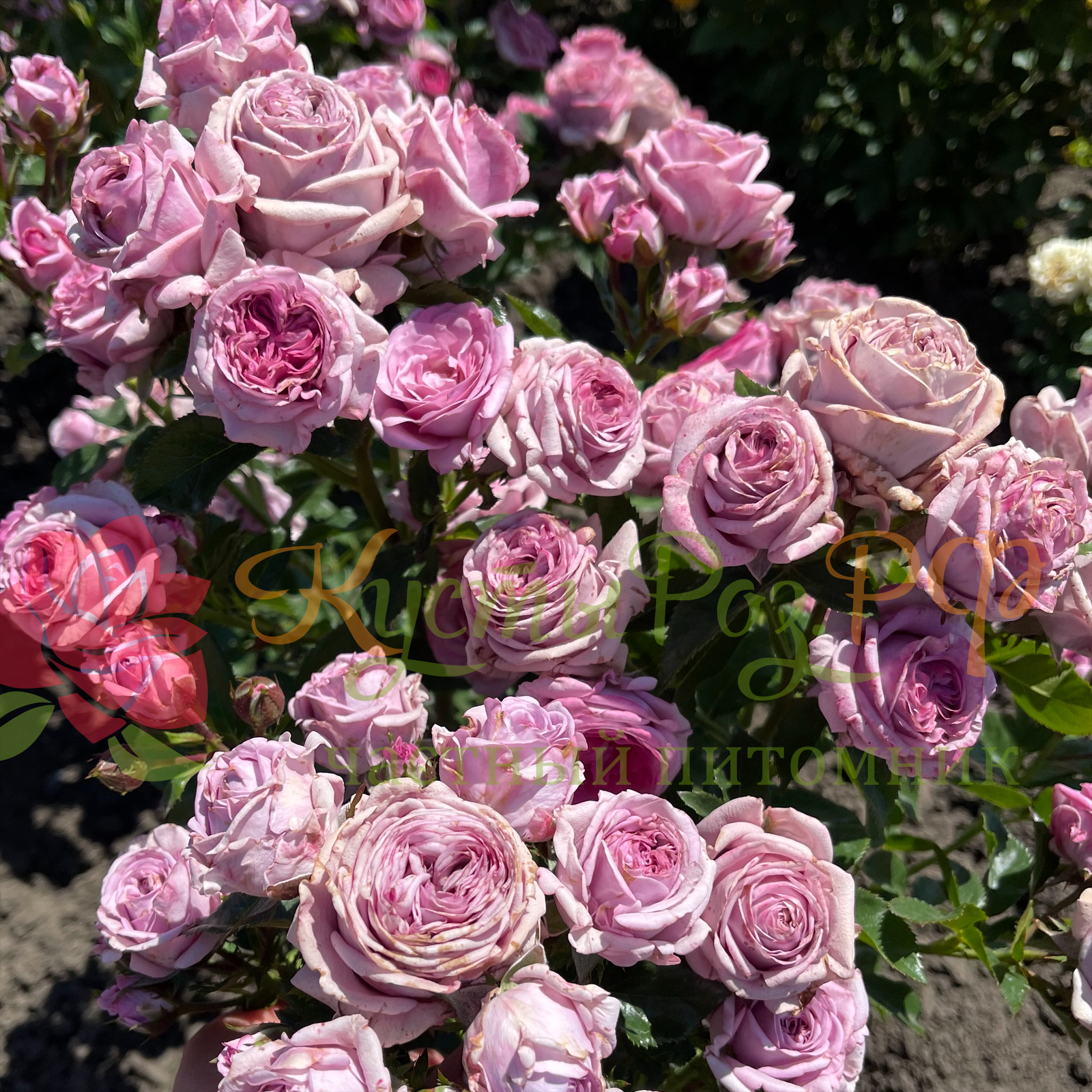 Лавандер Бабблз (Lavender Bubbles ) в Махачкале