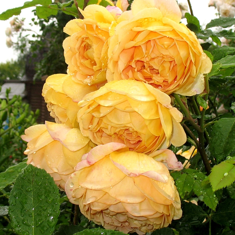 Голден Селебрейшен в Махачкале