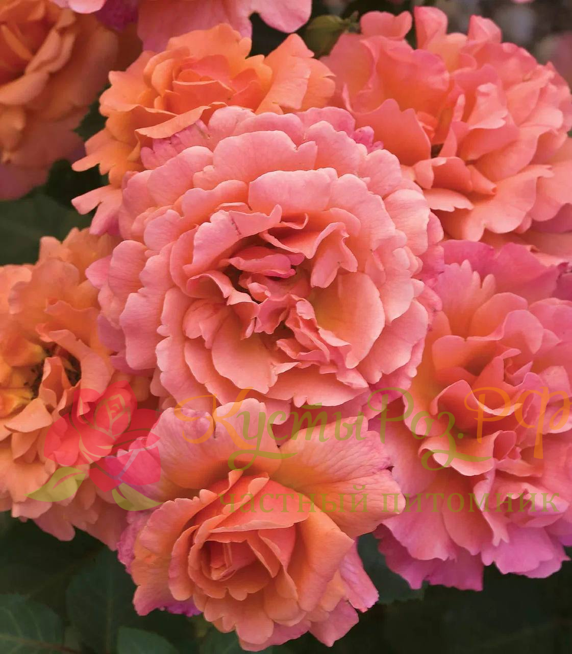 Изи даз Ит (Easy Does It) в Махачкале