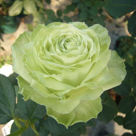 Вакана в Махачкале