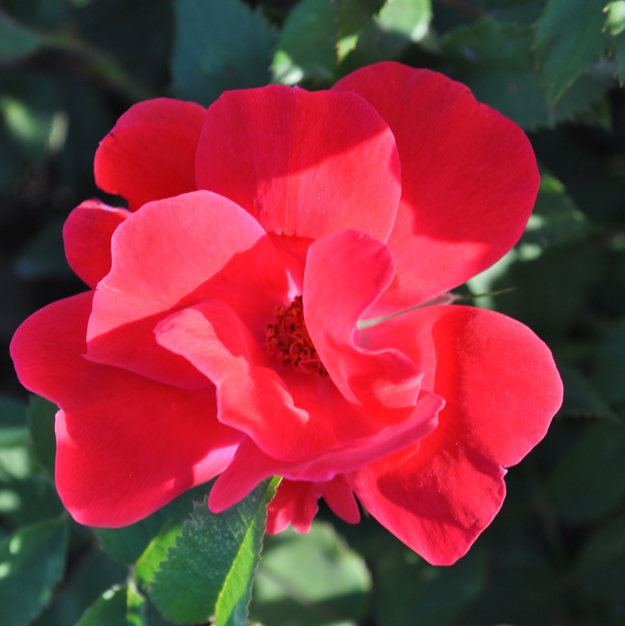 Нок Аут  (Knock Out) в Махачкале