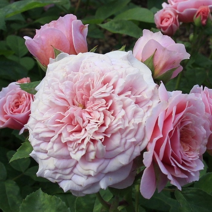 Уильям Кристи (William Christie) в Махачкале