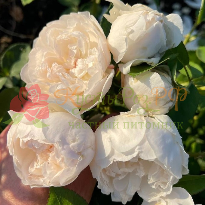 Глэмис Кастл (Glamis Castle ) в Махачкале