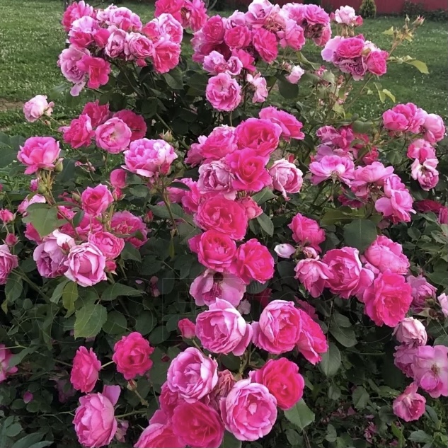 Морден Сентенниал в Махачкале