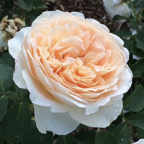 Дэни Хан в Махачкале