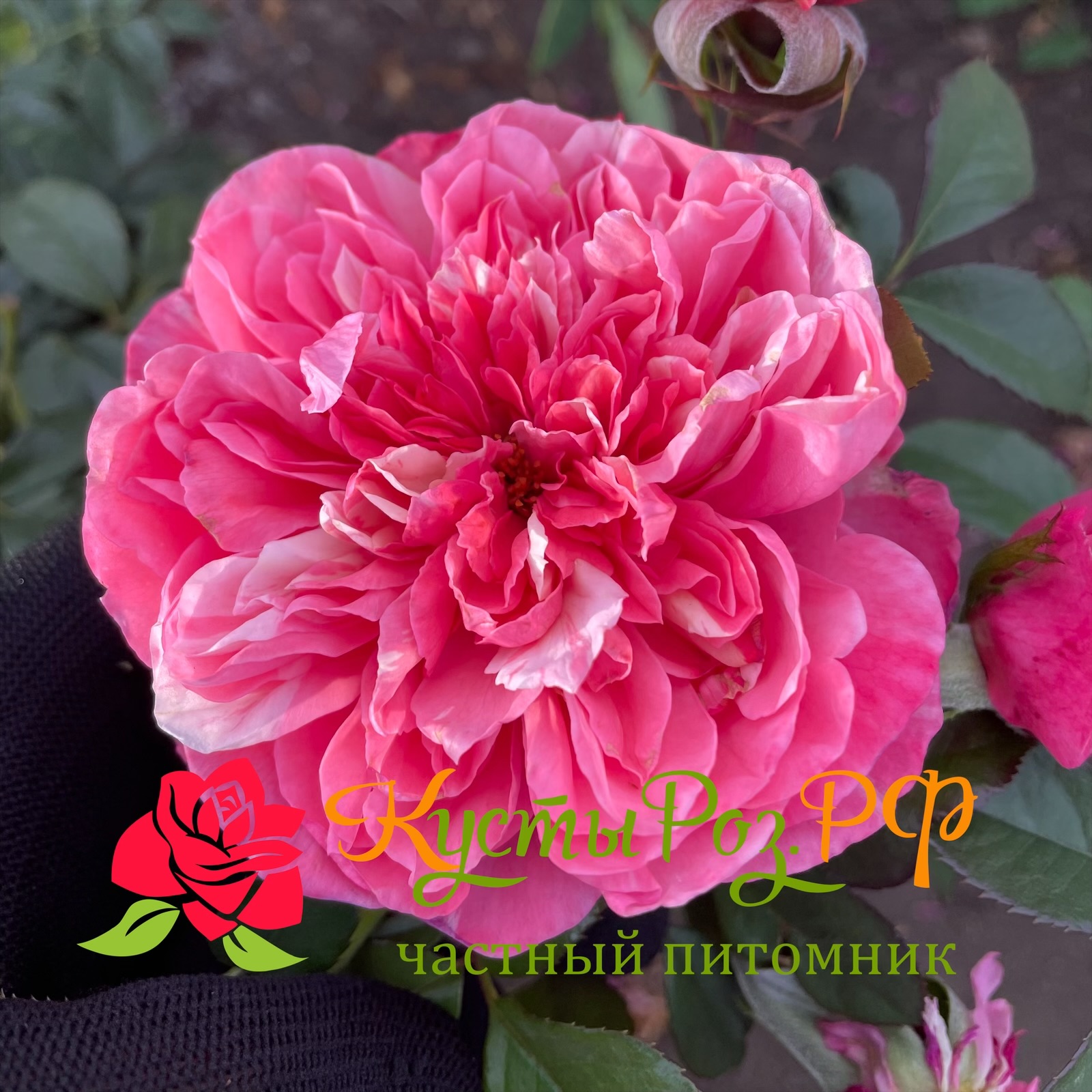 Маскарэ (Mascaret) в Махачкале