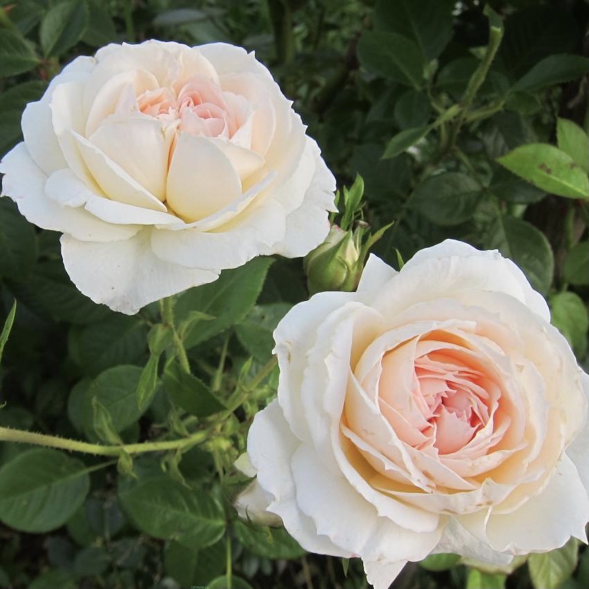 Мон Жардэн э Ма Мэзон в Махачкале