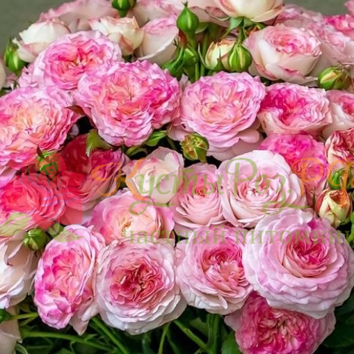 Свит Старс (Sweet Stars) в Махачкале