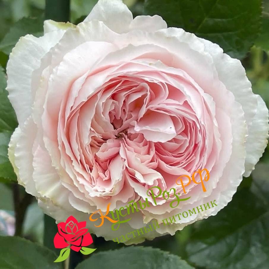 Хиори (Hiyori) в Махачкале