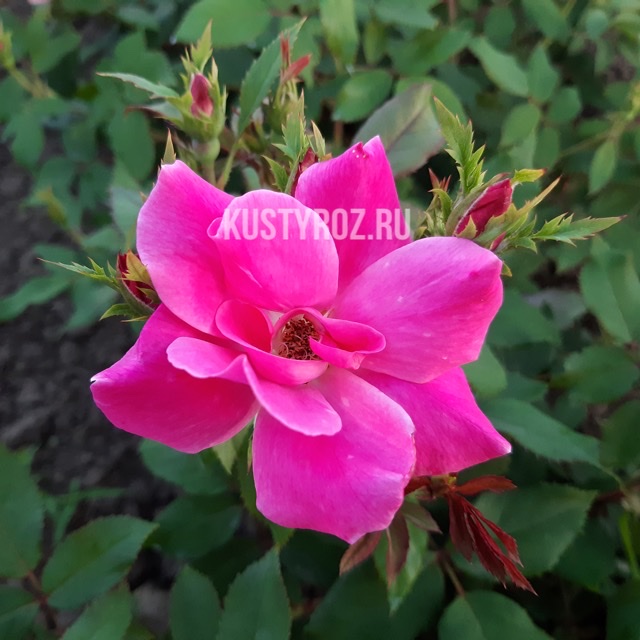 Пинк Нок Аут в Махачкале