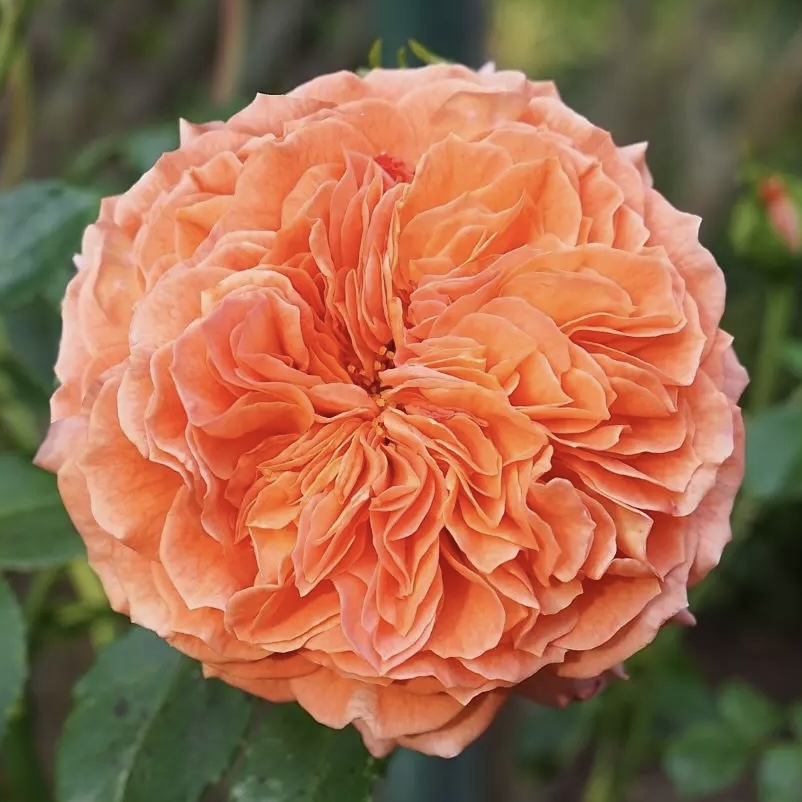 Оранжери (Orangerie) в Махачкале