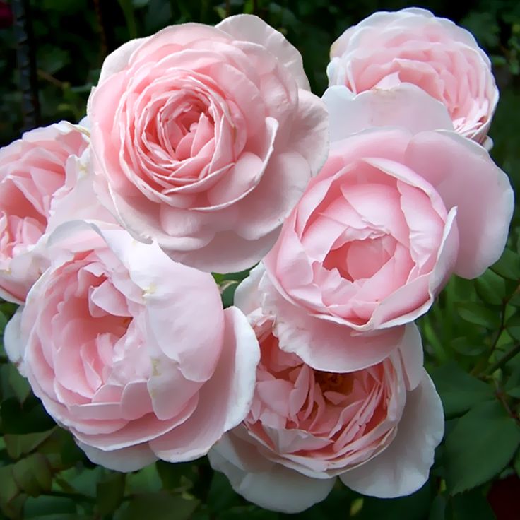 Нахема в Махачкале