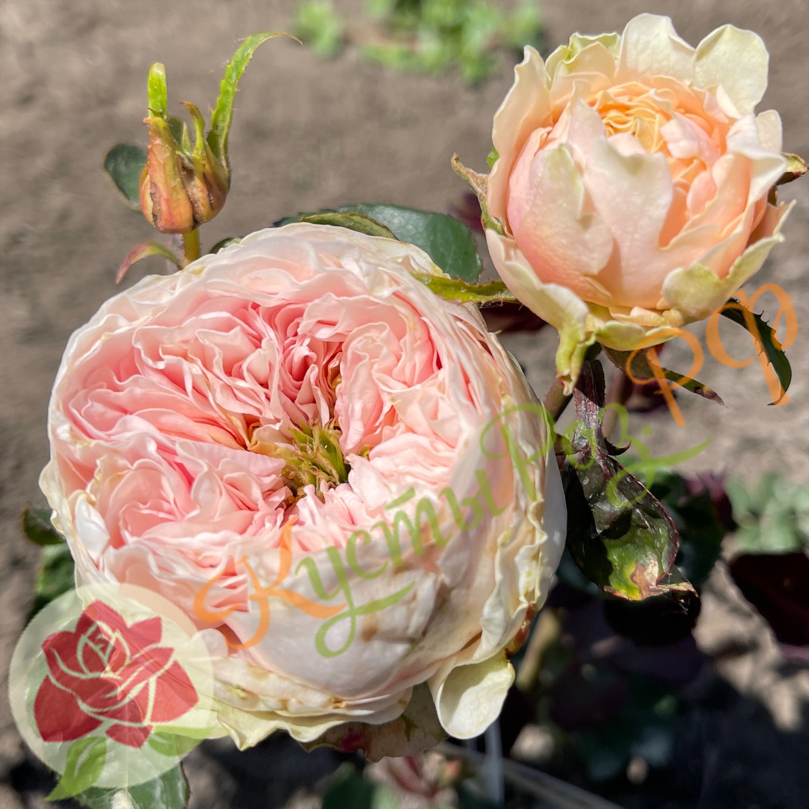 Викториан Дрим (Victorian Dream) в Махачкале