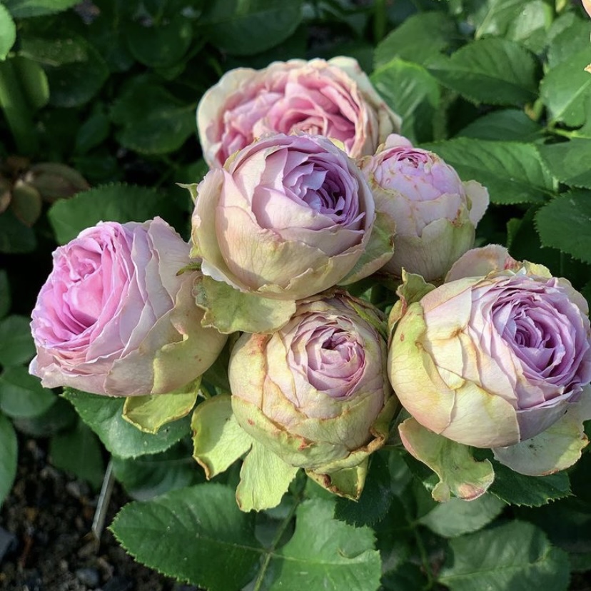 Лавендер Лэйс в Махачкале