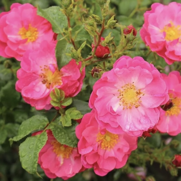 Хотлайн в Махачкале