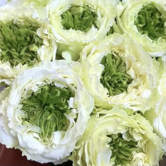 Грин Ай в Махачкале