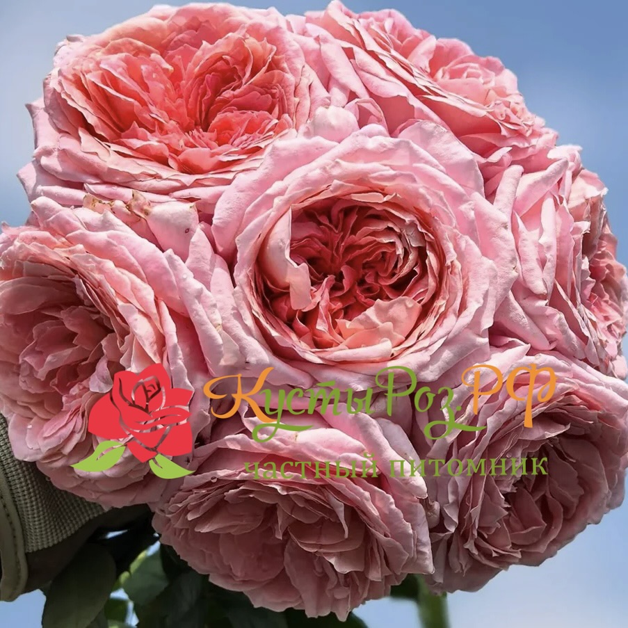 Анна-Софи Пик (Anne-Sophie Pic) в Махачкале