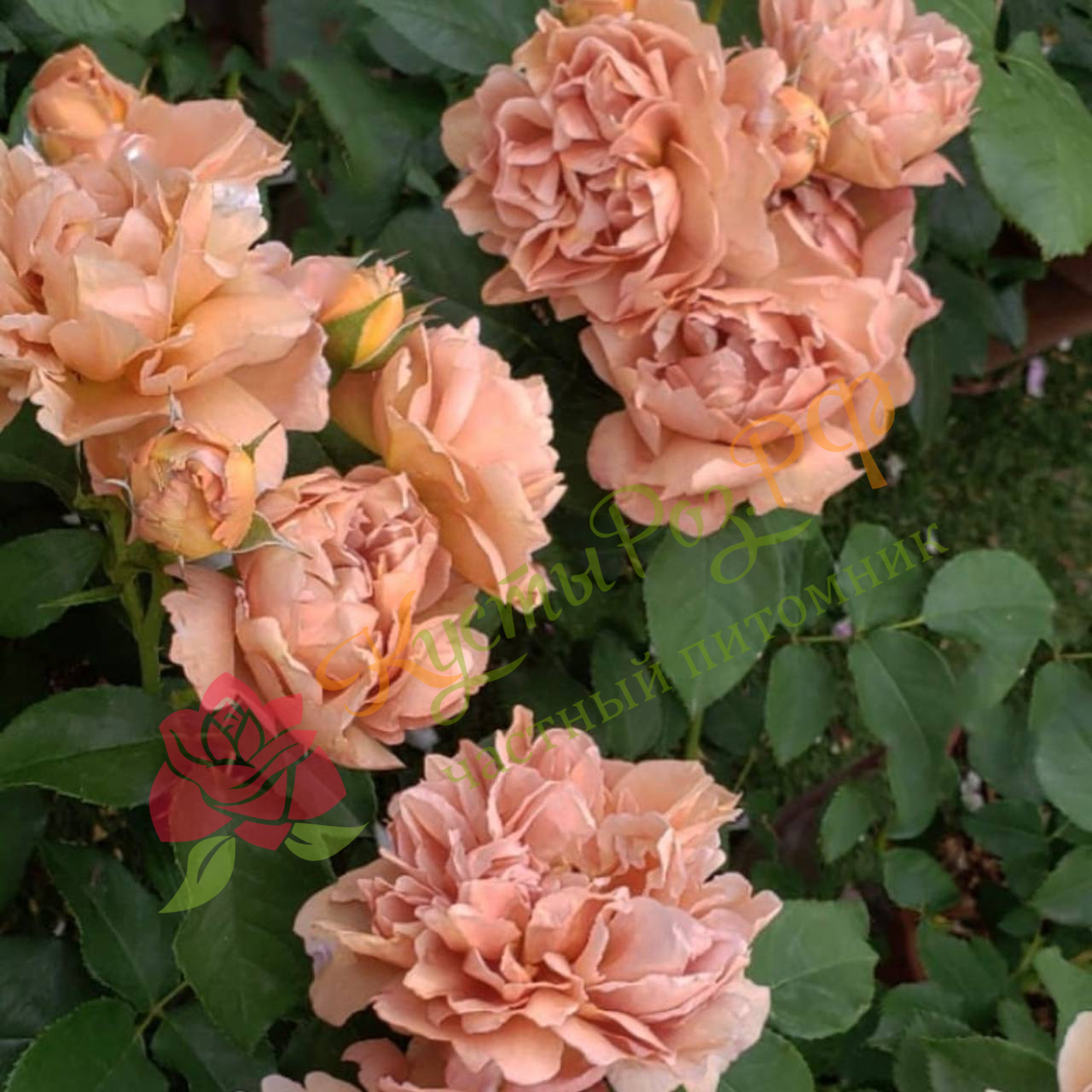 Кафе (Cafe) в Махачкале