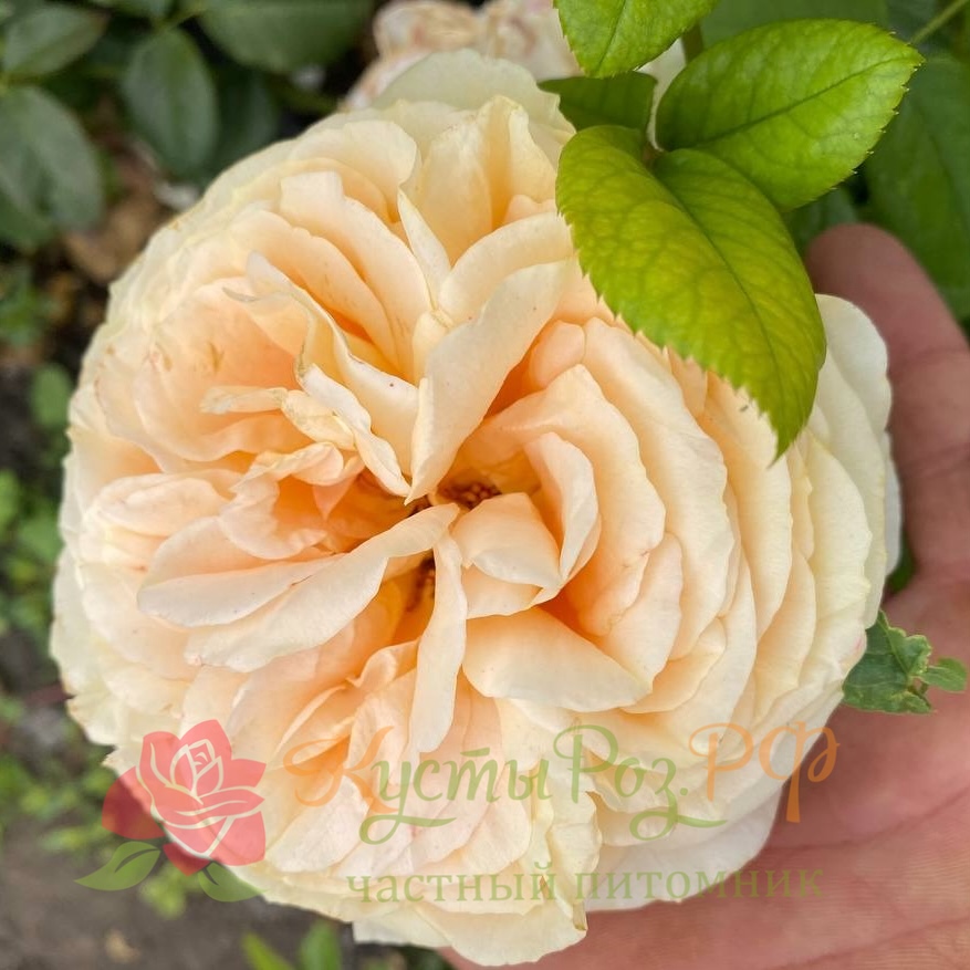 Кэндилайт (Candlelight ) в Махачкале