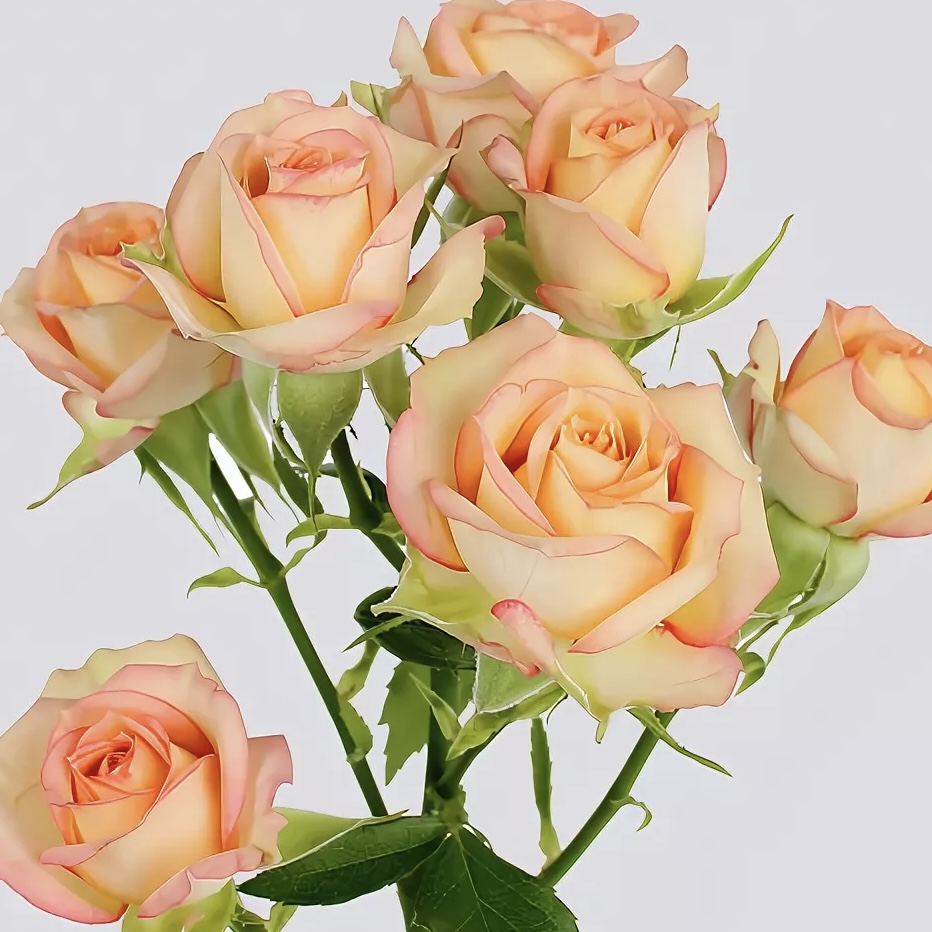 Азор (Azore) в Махачкале