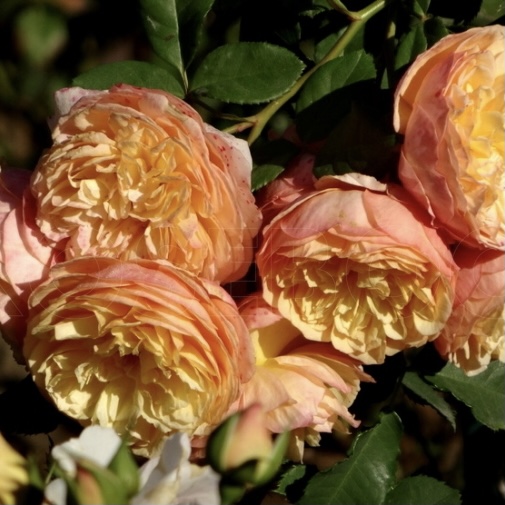 Наталья Фрайла в Махачкале