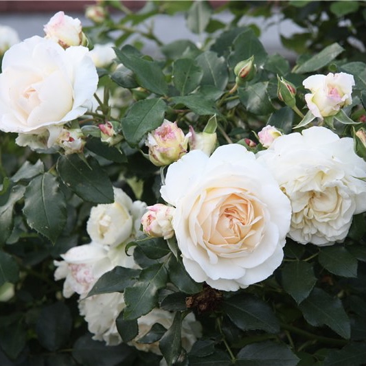 Космос в Махачкале