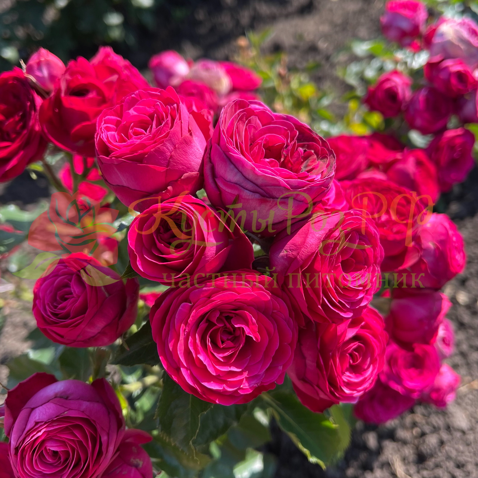 Руби Бижу  (Ruby Bijoux) в Махачкале