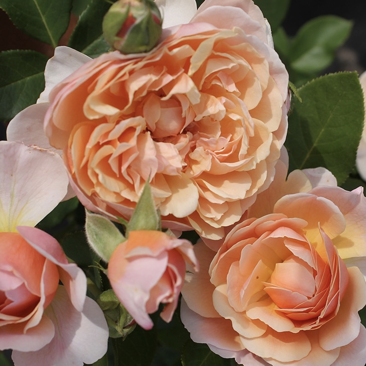 Парфюм д’Орлеан в Махачкале