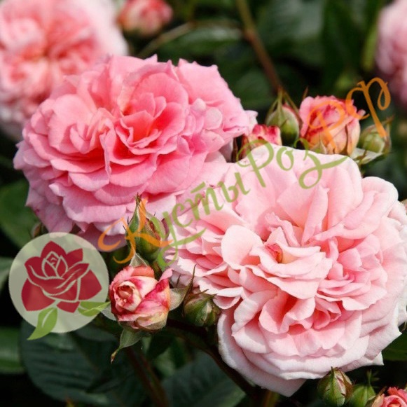 Амаретто (Amaretto) в Махачкале