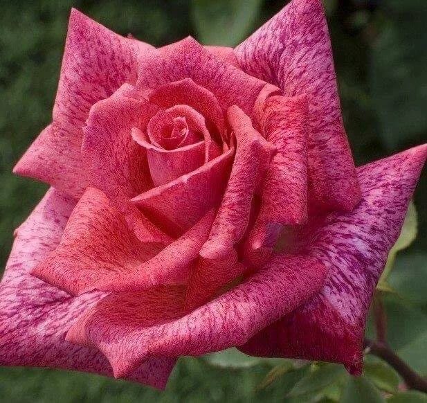 Пьер Карден (Pierre Cardin) в Махачкале