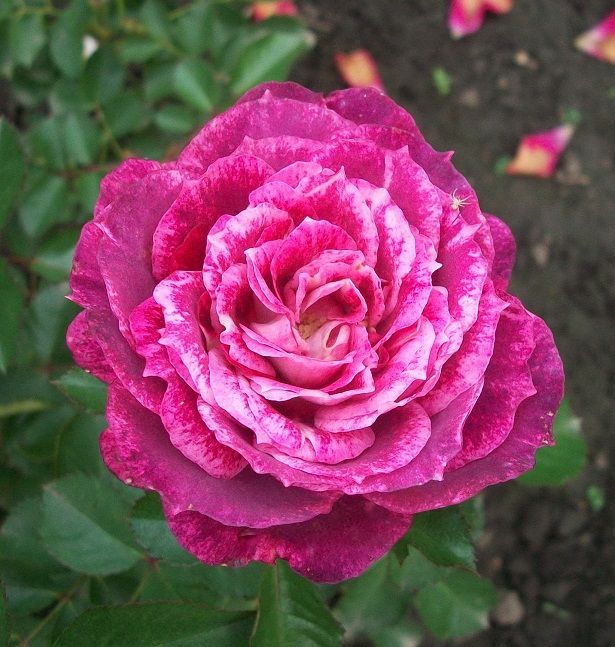 Летс Селебрейт в Махачкале