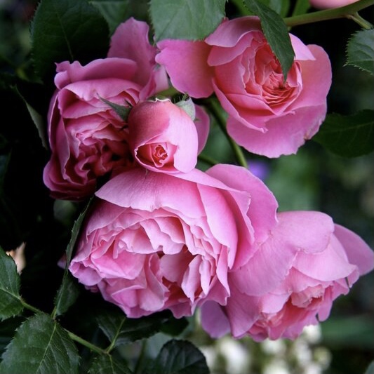 Делия в Махачкале