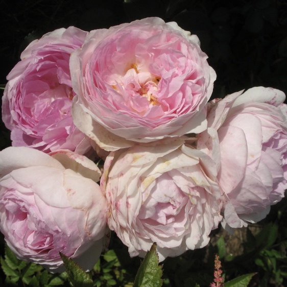 Везалиус в Махачкале