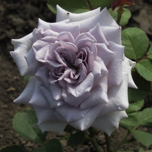 Шато Мертию в Махачкале