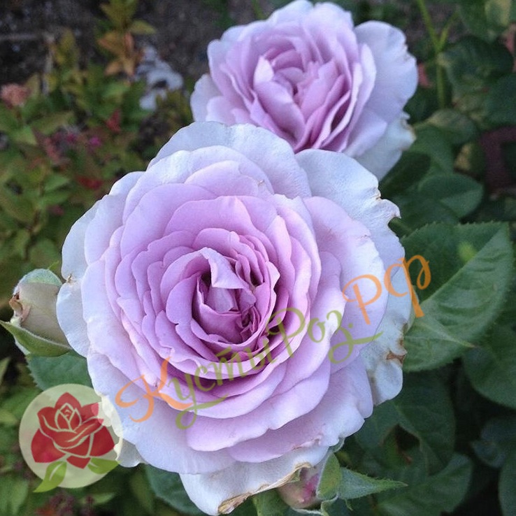 Блю Вог (Blue Vague) в Махачкале