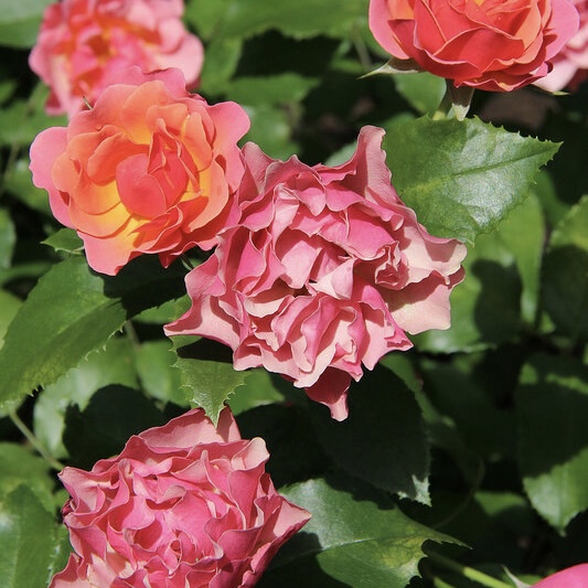 Жан Кокто  (Jean Cocteau) в Махачкале