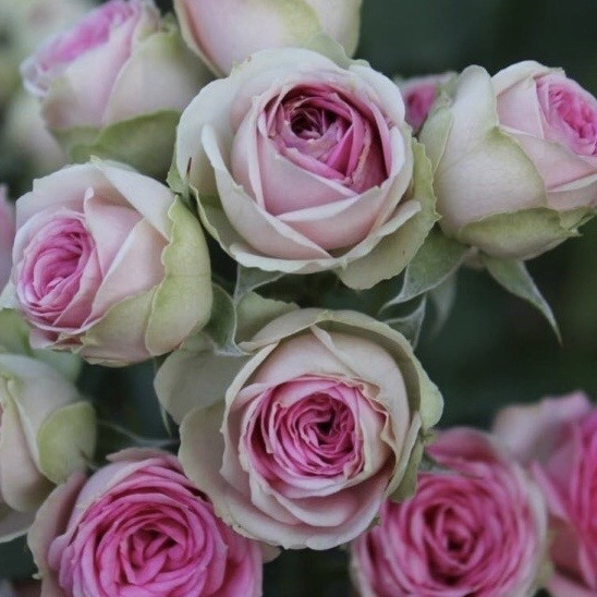 Мими Эден (Mimi Eden) в Махачкале