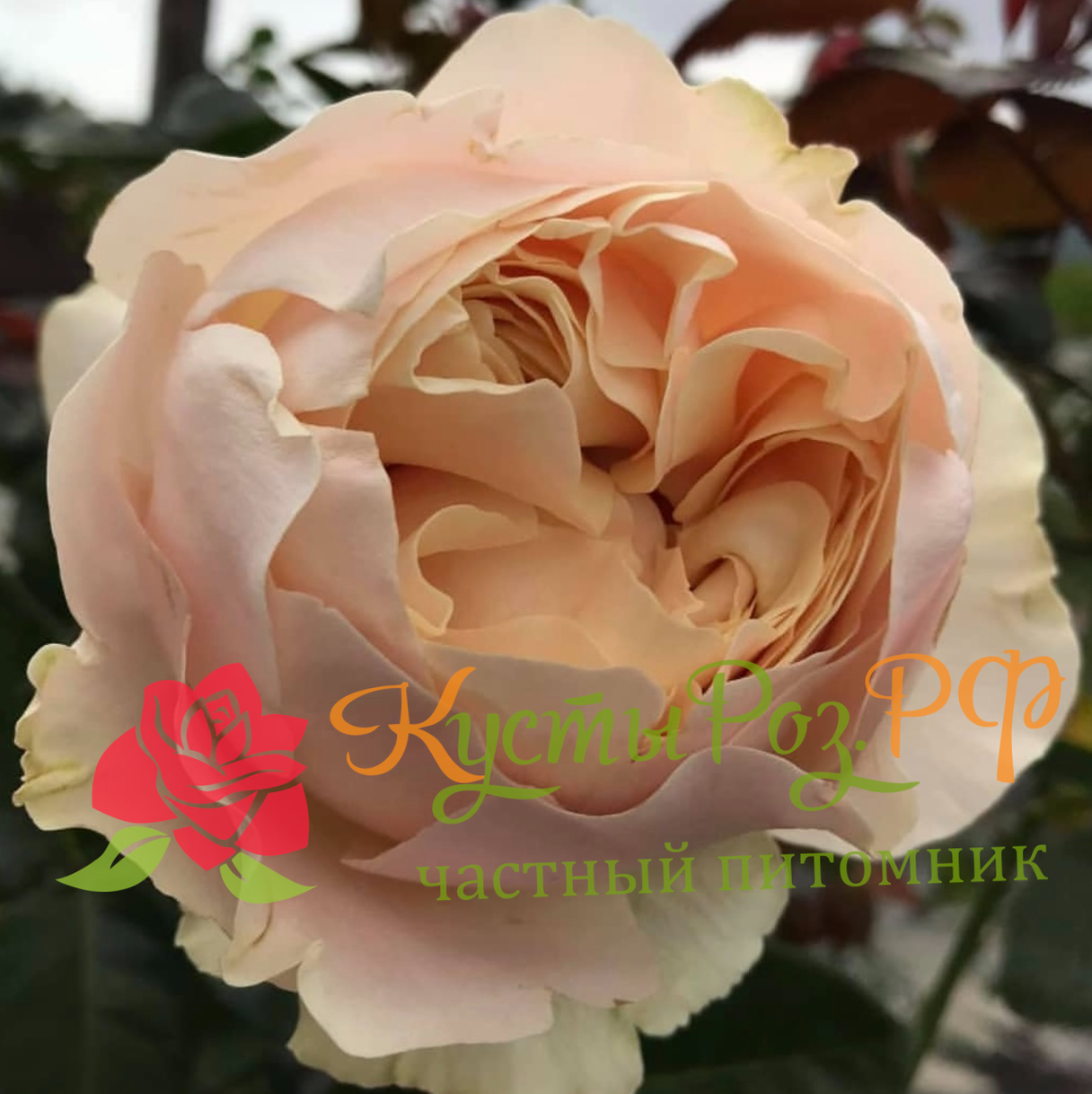 Шифон (Chiffon) в Махачкале