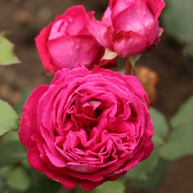 Фрайфрау Каролина в Махачкале