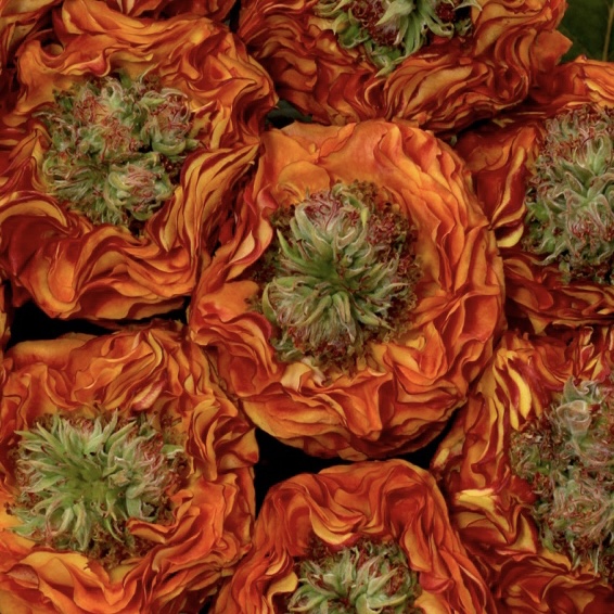 Флеш Ай в Махачкале