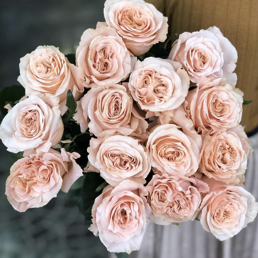 Шиммер (Shimmer) в Махачкале