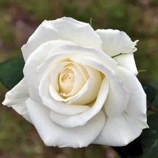 Бианка в Махачкале