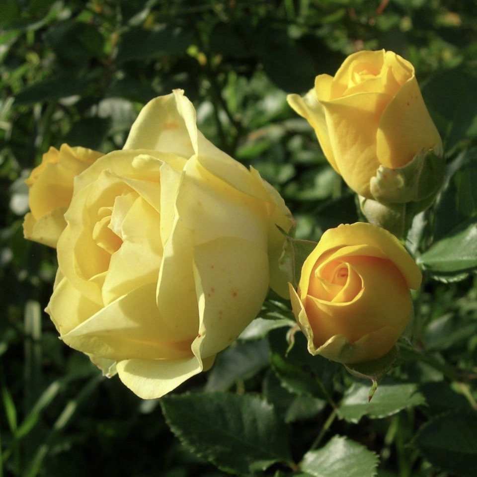 Золотые купола в Махачкале