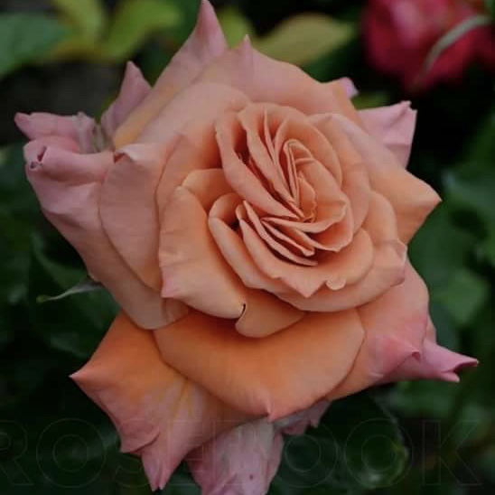 Энн Хэндэрсон в Махачкале