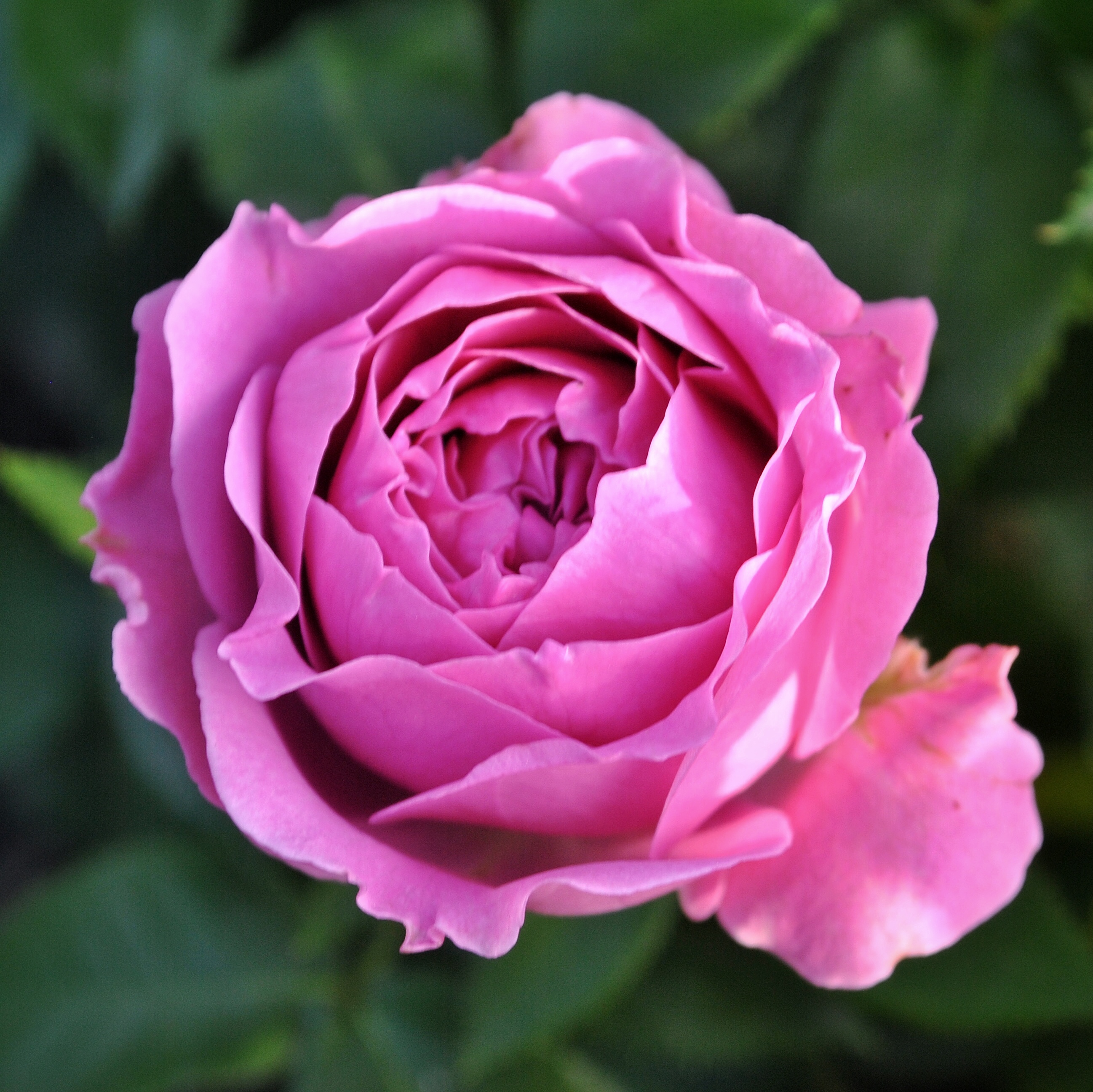 Мисти Бабблз в Махачкале