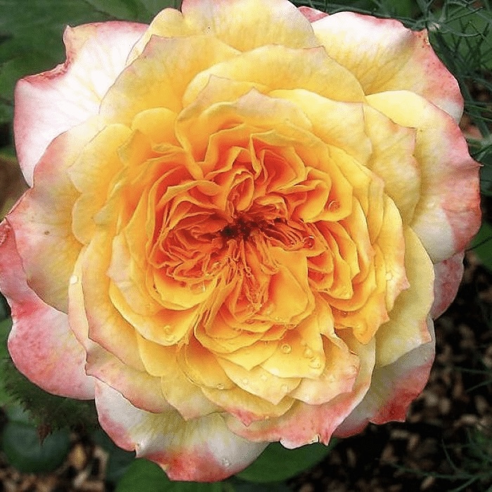 Жорж Данжан в Махачкале