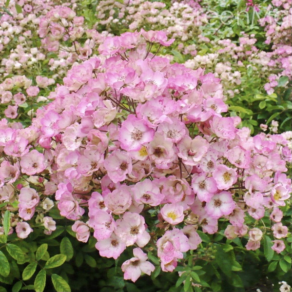 Алден Бизен в Махачкале