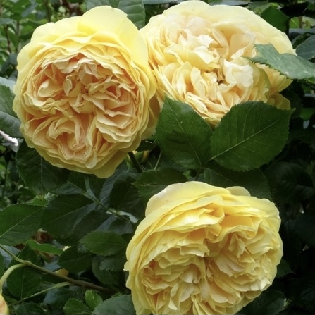 Голден Зест в Махачкале