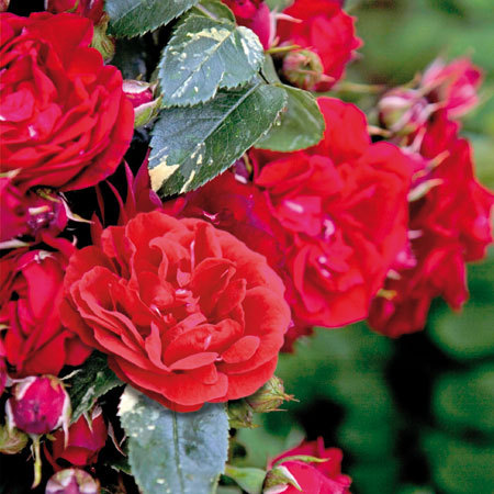 Эли Семун ( Elie Semoun) в Махачкале